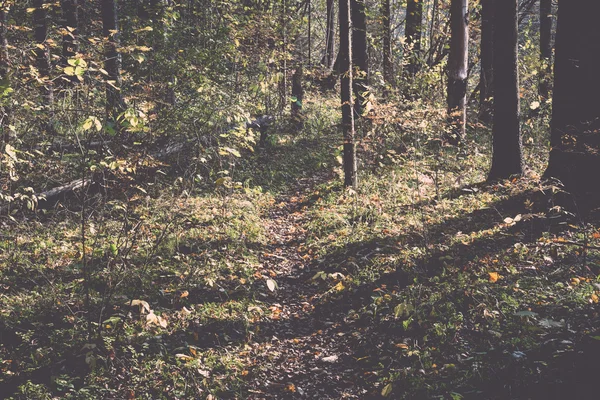 Autunno colorato percorso turistico nel bosco - retrò, vintage — Foto Stock