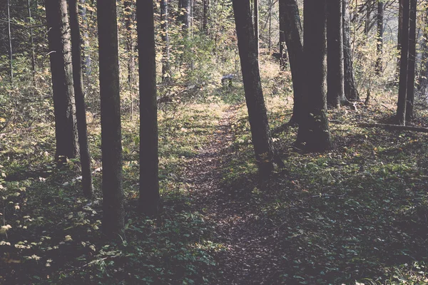 Podzimní barevné turistická stezka v lese - retro a vintage — Stock fotografie