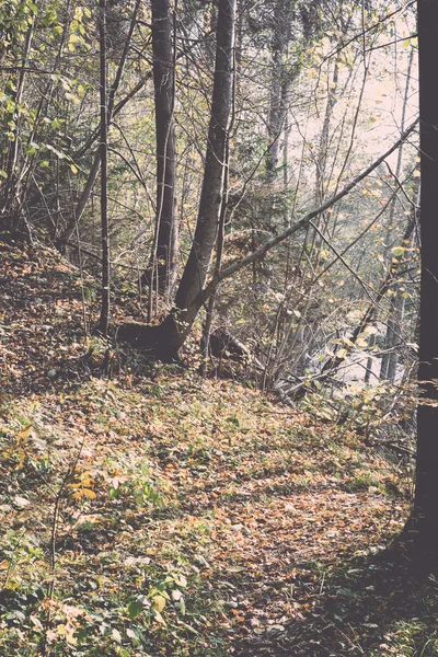 Höstens färgade turism trail i skogen - retro, vintage — Stockfoto