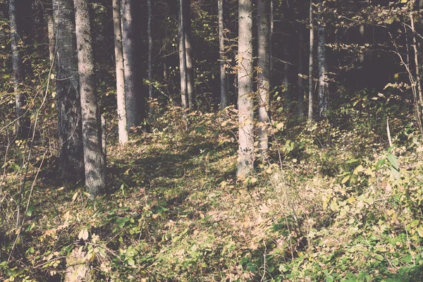 Árvores florestais em cores de outono no campo - retro, vintage — Fotografia de Stock