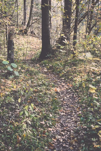Φθινόπωρο χρωματιστά τουρισμού μονοπάτι στο δάσος - ρετρό, vintage — Φωτογραφία Αρχείου