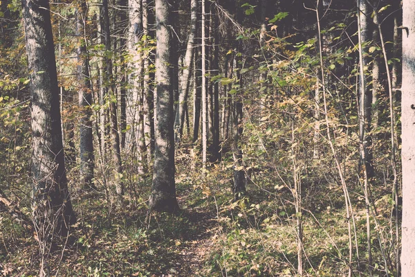 Autumn colored tourism trail in the woods - retro, vintage — Stock Photo, Image