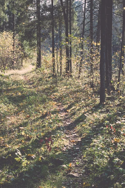 Φθινόπωρο χρωματιστά τουρισμού μονοπάτι στο δάσος - ρετρό, vintage — Φωτογραφία Αρχείου