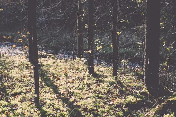 Autumn colored tourism trail in the woods - retro, vintage — Stock Photo, Image