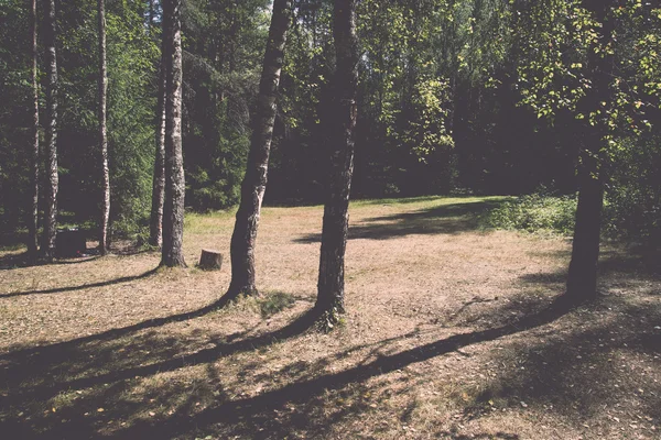 Forest road with sun rays in the morning - retro, vintage — Stock Photo, Image