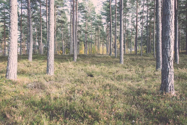 Kleurrijke herfst bomen in groen bos met zon stralen - retro, vin — Stockfoto