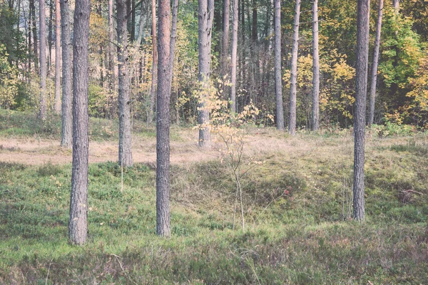 Árboles de otoño de colores en el bosque verde con rayos de sol - retro, vin — Foto de Stock