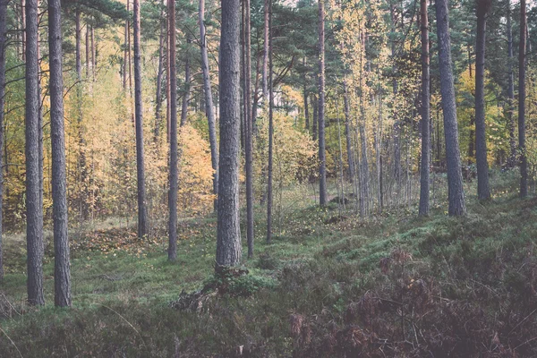 Барвисті осінні дерева в зеленому лісі з сонячними променями ретро, вініл — стокове фото