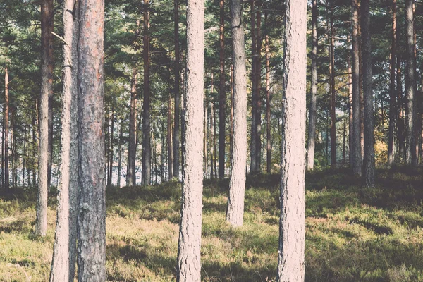 Bos bomen in de herfst kleuren in countryside - retro, vintage — Stockfoto