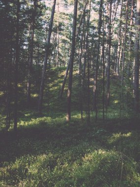 vintage denize sıfır - retro, ormandaki ağaçlar