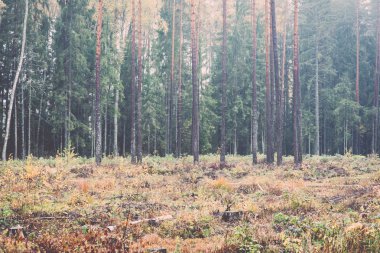 Orman ağaçları Güz Renkler kırsalında - retro, vintage