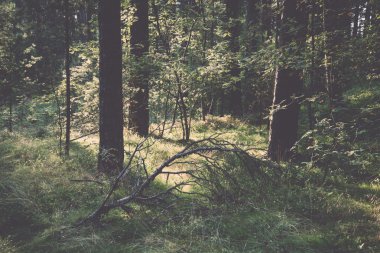 vintage denize sıfır - retro, ormandaki ağaçlar