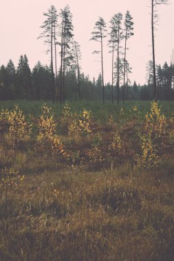 Orman ağaçları Güz Renkler kırsalında - retro, vintage