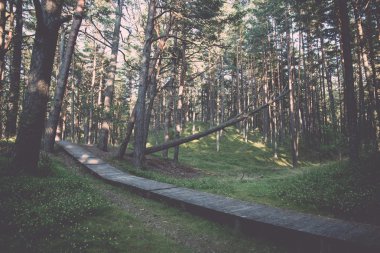 dunes - retro, denizde yakınındaki ormanda vintage iz