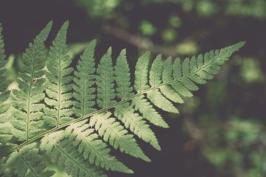 Fern ormandaki - retro, vintage