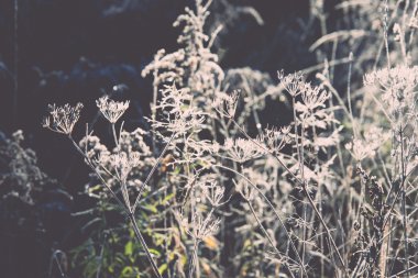 ilk kış Don ülke - retro, vintage