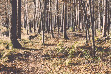 sonbahar renkli Turizm trail ormanda - retro, vintage