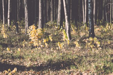 sonbahar renkli Turizm trail ormanda - retro, vintage