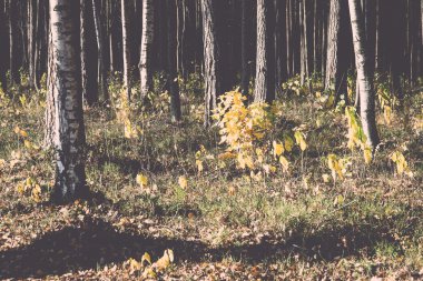 sonbahar renkli Turizm trail ormanda - retro, vintage