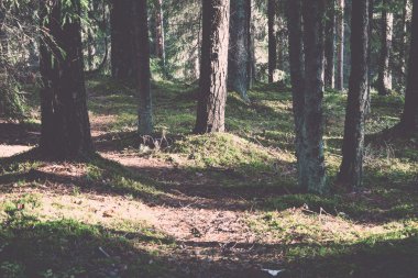 sonbahar renkli Turizm trail ormanda - retro, vintage