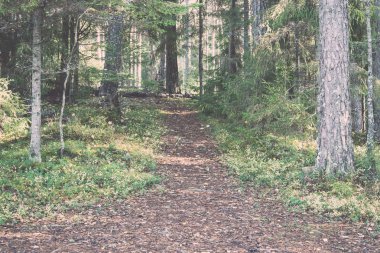 sonbahar renkli Turizm trail ormanda - retro, vintage