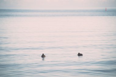 denize yakın kıyı - retro, vintage yüzme ördekler