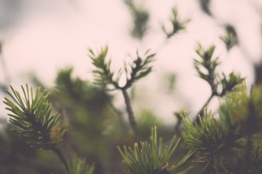 güzel yeşil bitki bulanıklık arka plan - retro ile closeup, 