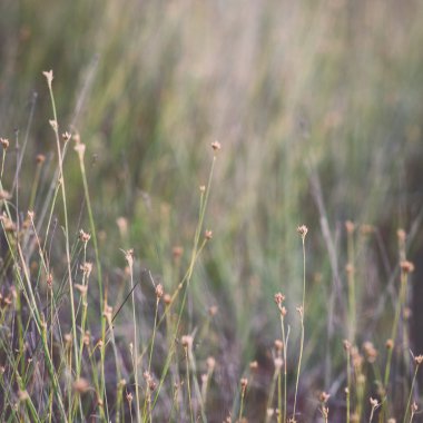 görüntü arka plan - retro, v güzel yeşil çim closeup