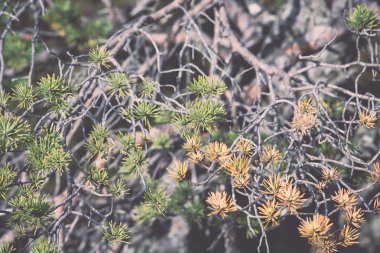 güzel yeşil bitki bulanıklık arka plan - retro ile closeup, 