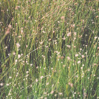 görüntü arka plan - retro, v güzel yeşil çim closeup