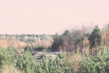 Orman ağaçları Güz Renkler kırsalında - retro, vintage