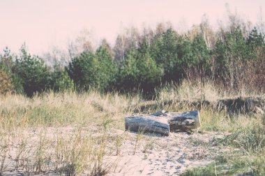 geç sonbahar renkleri denize sıfır - dunes içinde retro, vintage