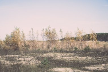 Orman ağaçları Güz Renkler kırsalında - retro, vintage