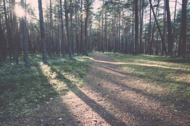 sonbahar renkli Turizm trail ormanda - retro, vintage