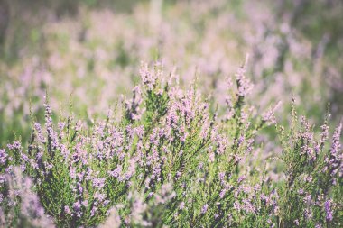 Sonbahar bokeh ile - heather retro, vintage