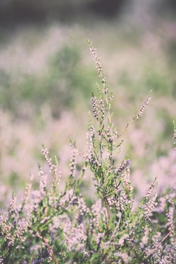Sonbahar bokeh ile - heather retro, vintage