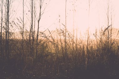 parlak gün ışığı altında - retro, vintage puslu ağacı dalları