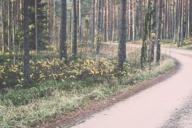 vintage ağaçlar - retro, orman içinde güzel ışık ışınları