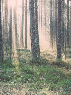 vintage ağaçlar - retro, orman içinde güzel ışık ışınları