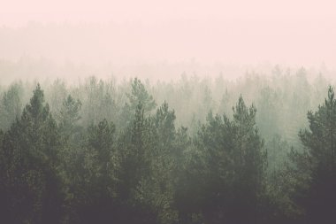 panoramik sisli orman - retro, vintage