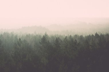 panoramik sisli orman - retro, vintage