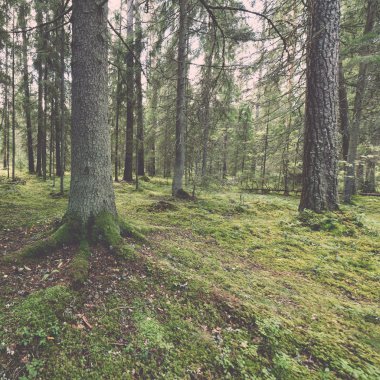 yosun ve sonbahar renkleri - retro, vinta ile yeşil ormandaki ağaçlar