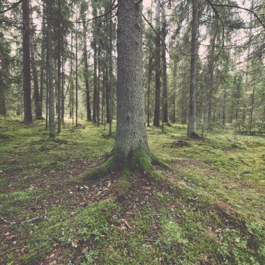 yosun ve sonbahar renkleri - retro, vinta ile yeşil ormandaki ağaçlar