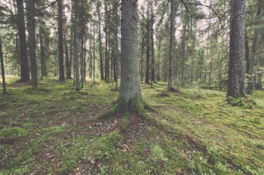 yosun ve sonbahar renkleri - retro, vinta ile yeşil ormandaki ağaçlar