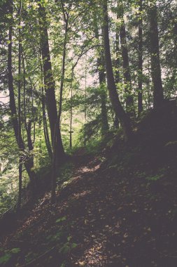 doğal ve güzel turizm iz ormanda nehir - yeniden