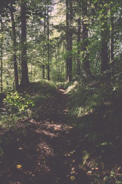 doğal ve güzel turizm iz ormanda nehir - yeniden