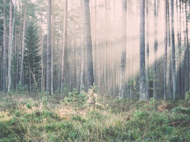 vintage ağaçlar - retro, orman içinde güzel ışık ışınları