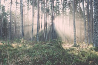 vintage ağaçlar - retro, orman içinde güzel ışık ışınları