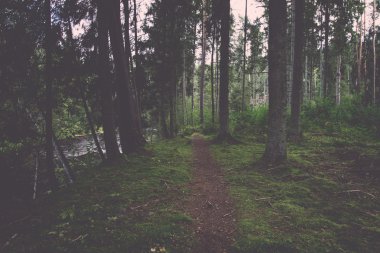 doğal ve güzel turizm iz ormanda nehir - yeniden