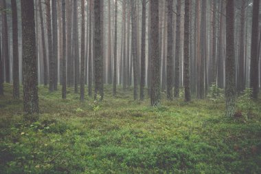 Ormanda - puslu sabah retro, vintage